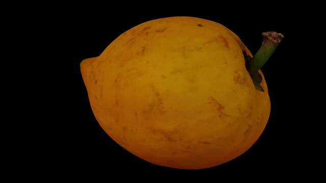 Realistic render of a rolling Canistel (Eggfruit, Tisa) on black background. The video is seamlessly looping, and the 3D object is scanned from a real canistel.
