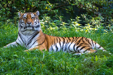 The Siberian tiger,Panthera tigris altaica in a park