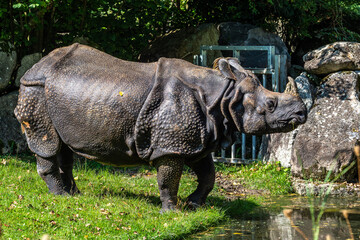 The Indian Rhinoceros, Rhinoceros unicornis aka Greater One-horned Rhinoceros