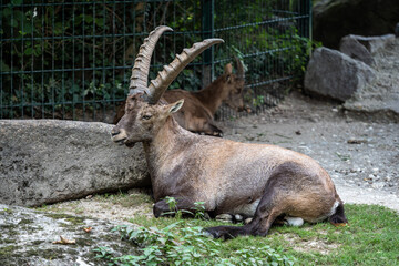Male mountain ibex or capra ibex on a rock