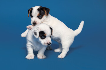 Obraz premium Little puppy on blue background