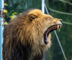 The lion, Panthera leo is one of the four big cats in the genus Panthera
