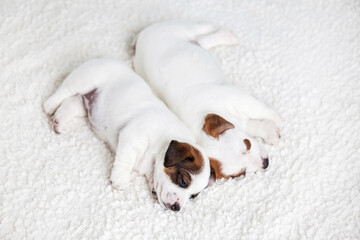 Newborn puppy sleeping