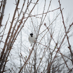 The bird flew in and sat on a twig. Small bird Marsh tit (Poecile palustris).