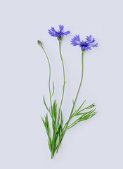 Fototapeta premium Three blue cornflowers or Centaurea cyanus flower isolated on white background. Vertical cropping. Flat lay. Copy space.