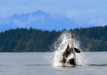 dramatic photo of an orca breaching in discovery channel with a mountain backdrop, near campbell...