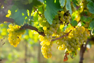 Poster de jardin Vignoble Ripe white grapes hanging on vine in vineyard at sunny day, harvest season