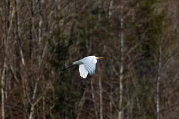 Great White Egret flying over the edge of the forest
