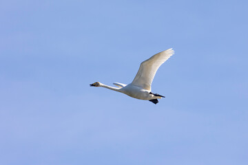 Fototapeta na wymiar Whooper swans fly in blue sky