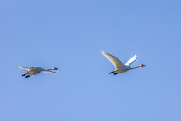 Whooper swans fly in blue sky