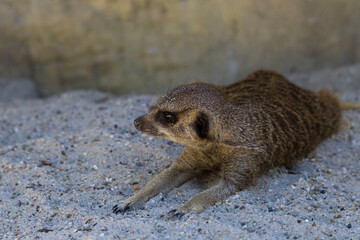 Fototapeta premium A meerkat digs in the sand