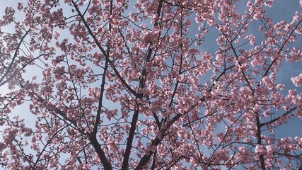 淀の河津桜 伏見区 京都市 京都府