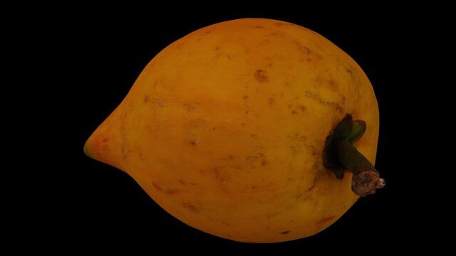 Realistic render of a rotating Canistel (Eggfruit, Tisa) on black background. The video is seamlessly looping, and the 3D object is scanned from a real canistel.
