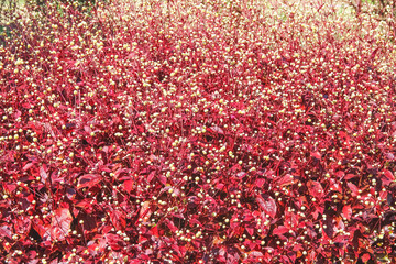 Field of white flowers with red leaf nature summer background