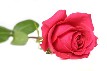Beautiful bright red rose with water droplets on petals on white background