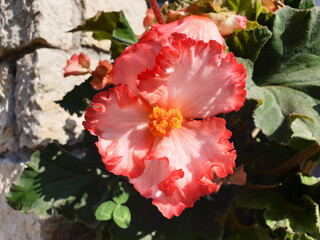Pink begonia flower blooming in the sun.