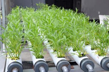 Vegetables, Water spinach with organic and hydroponics system