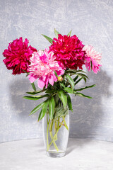 Bouquet of beautiful fresh gentle pale pink and bright magenta peonies in glass vase on light grey with shadow.