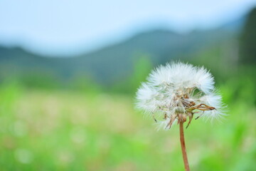 たんぽぽの綿毛
