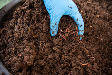 Organic fertilizers with worm AF.