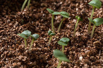 The tender buds of plants burst through the ground in spring