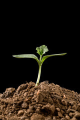 The tender buds of plants burst through the ground in spring