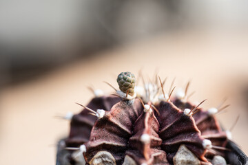 cactus Gymnocalycium on blur background.