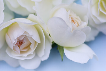 Fototapeta na wymiar White roses on a blue background. Beautiful floral background. Blurred image. Selective focus.