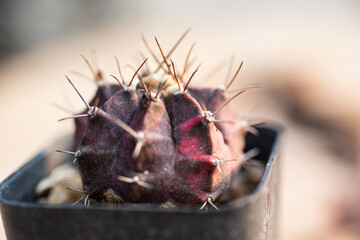 cactus Gymnocalycium on blur background.