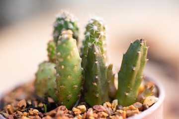 little plants in nature.