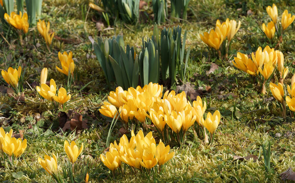 Rasen bedeckt mit einem Teppich aus bl&uuml;henden gelben Krokussen (Corcus Vernus)