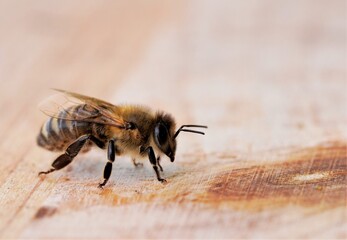 Makroaufnahme einer Biene auf einem Holzuntergrund. Apis mellifera.