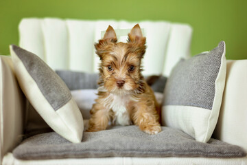 A Yorkshire Terrier dog sitting on a beige chair