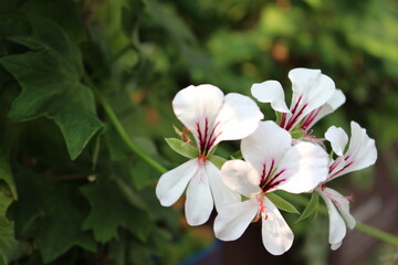 Obraz na płótnie Canvas the white flowers of a Pelargonium crispum