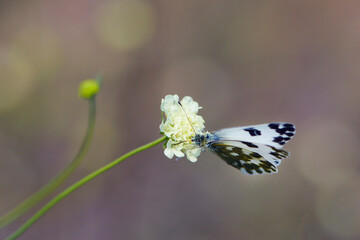 Pontia edusa. Small white butterfly, on a wildflower. Beautiful butterfly in the meadow. delicate white butterfly on Knautia arvensis Wallgrange. bokeh, close-up, blurred background, soft focus