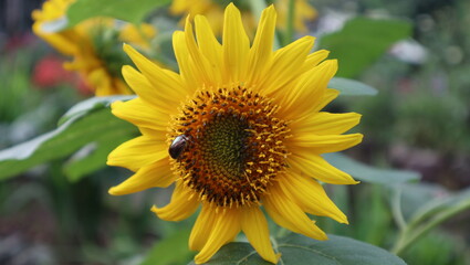 sunflower and humblebee