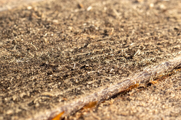 Texture unplaned pine boards, close-up. New Board. Rough pine wood texture.