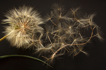 Flying dandelion seeds black background