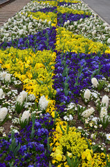 Narzissen und blaue Hornveilchen in Blumenbeet / Rabatte bilden Rautenmuster in gelb-blau 