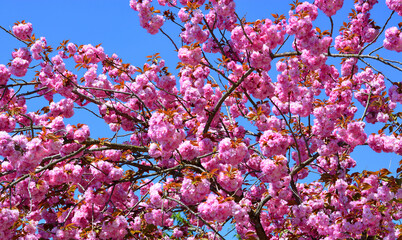 pink blossom in spring