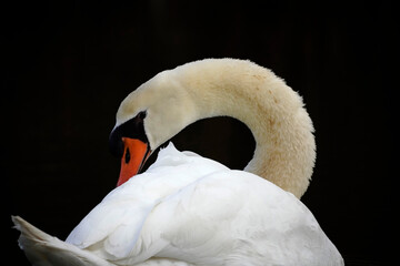 Schwan im Naturschutzgebiet Am Tibaum in der Nähe von Hamm. Weißer Schwan vor dunklem Hintergrund.