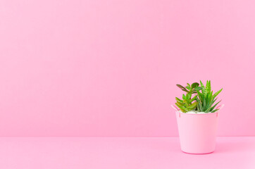 Plants and pink background. 植物とピンク背景	