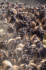 Blue Wildebeest crossing the Mara River during the annual migration in Kenya