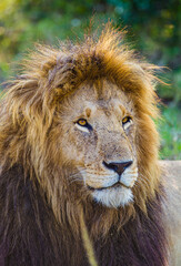Naklejka na ściany i meble Portrait of a male lion in the Masai Mara in Kenya