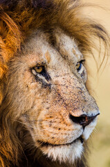  Portrait of a male lion in the Masai Mara in Kenya