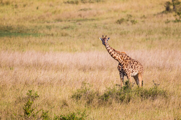 Maasai Giraffe wanders across the grass savannah