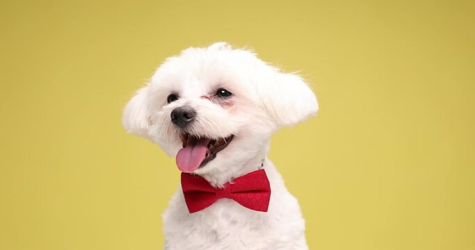 elegant cute bichon dog wearing red bowtie, looking up, panting and sticking out tongue, shaking head and walking on yellow background in studio