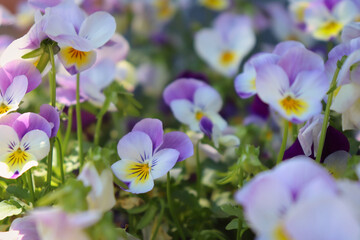 Violet, white and yellow pansy flowers growing in a garden on a spring day in Potzbach, Germany.
