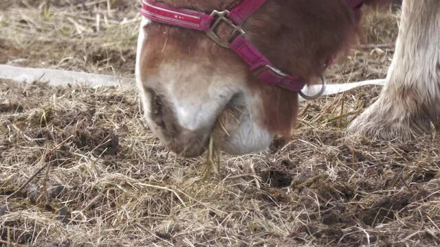 ponies and horses grazing in the autumn meadow