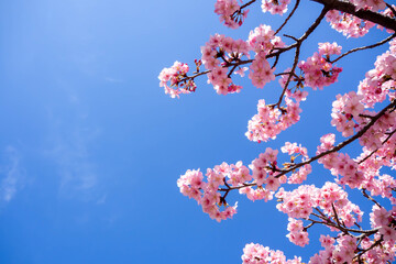 澄んだ青い空を背景に咲く早咲きの河津桜